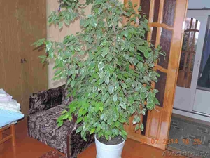 Фикус 10 лет .Смотреть фото #1126028