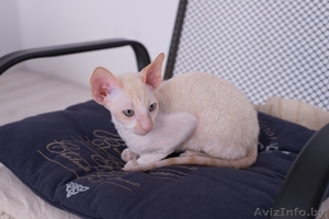 Котенок корниш рекс из питомника CUTIE COIL #1124290