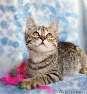 Полосатики Казик и Юзик ищут дом! #1123070