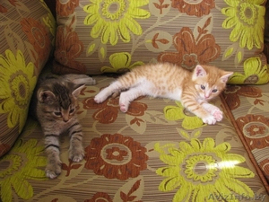 Милейшие мурчалки в добрые руки! #1124328