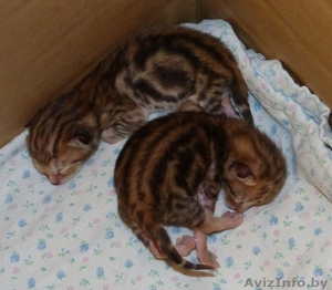 Бенгальские котята мраморного окраса #1122661