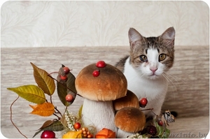 Кошечка Шанхай в дар!!!! #1122123