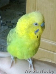 попугай + клетка #1126198