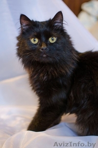 Маркиз, молодой котик в дар(кастрирован) #1113037