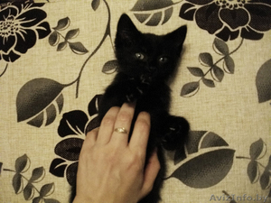 Маленький пушистый негритенок ищет добрые руки! #1123596