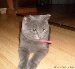 продам очаровательных британских котят #1128250