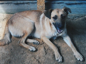 Охранник ищет новый дом #1128629