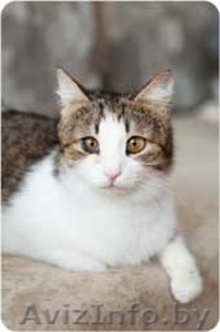 Шанхай - обаятельная и озорная кошка в дар #1128659