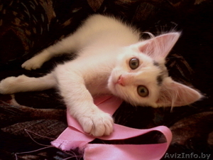Беленький котёнок в дар #1128855