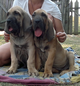 фила бразилейро щенки #1128198