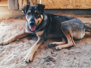 Охранная собака в хорошие руки #1128631