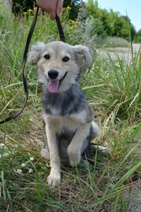 Чарлик скромный мальчик в дар #1138012