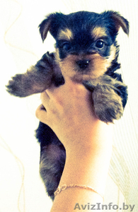 Миленькие щеночки йоркширского терьера с прекрасной родословной #1127430