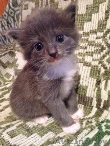 Милые котята в дар добрым и ответственным людям #1137986