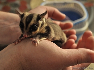 Сахарный поссум в Минске #1131367