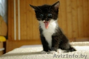 Милый котенок в добрые руки  #1129210
