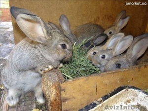 Продам мясо кролика #1138490