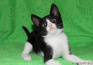 Маенький Патрик ищет свой дом! Котёнок даром! #1130557