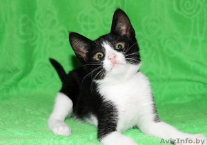 Черно-белый котенок в добрые руки! #1135927
