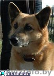 Кунак - лучший друг навсегда! #1139251