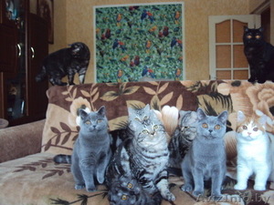 Котята  породы шотландская и британская кш. #1134364