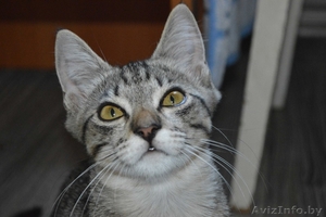 Шелли - малышка в полосатых штанишках в дар! #1127672