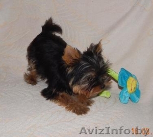 Щенок йоркширского терьера  мини кабель #1134333