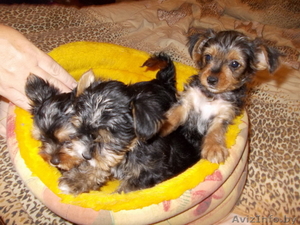 Щенкb йоркширского терьера #1135156