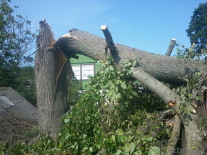 Расчистка участков от деревьев,  зарослей,  покос бурьяна. #1128713