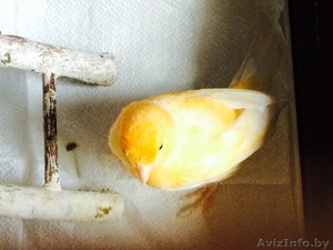 Продам молодого лимонно-белого певчего кенара #1128994