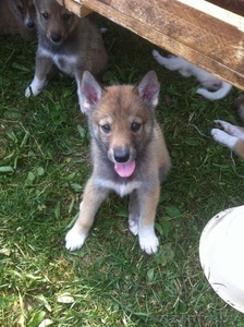 Щенки западно-сибирской лайки с родословной #1129583