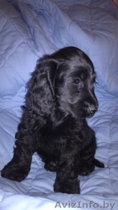 Щенки аглийского кокер спаниеля с родословной #1136556