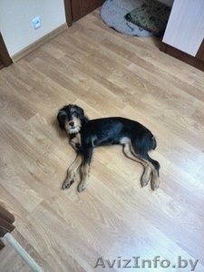 Дарю пятимесячного щенка #1136421