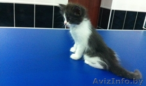 Милые пушистые котята в дар!! #1133857