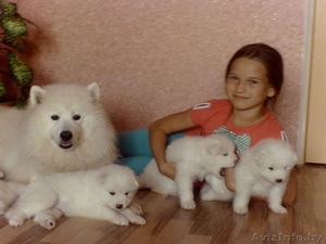 пушистые щеночки ждут своих добрых хозяев, чтоб подарить вам много радости и любв #1137912