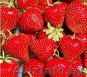 Саженцы клубники Новинка #1137586