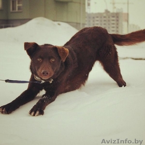Чока - шоколадная собака в дар! #1139936