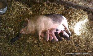 Вьетнамская вислобрюхая свинья #1136762