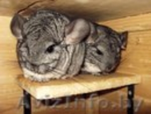 Шиншилленок ищет новых родителей #1131264