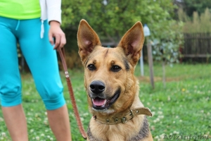 Фрида - прекрасная собака для ответственного человека #1133410