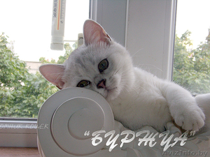 британская кошечка серебрушка #1133661