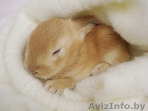 Кролики МИНИ в Минске #1132889