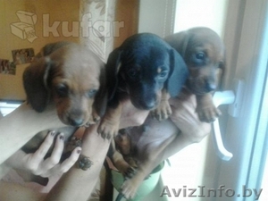 Продам щенков таксы карликовой #1135367