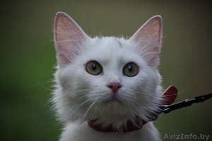 Белая кошечка,  домашняя,  ласковая,  игривая ищет прежних или новых хозяев #1129234