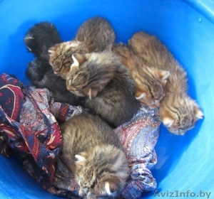 Котята на передержку или в дар! СРОЧНО! #1149255