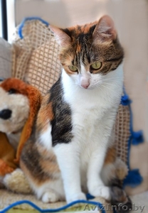 Кошечка Алиса в дар! #1141288