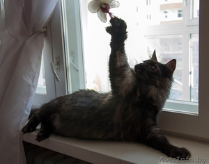 Необычный котик в дар! #1149883