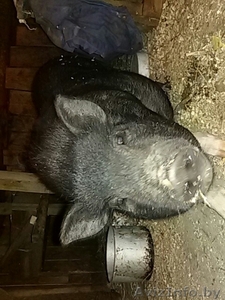 Молодая вьетнамская свинка ищет хозяина #1145166