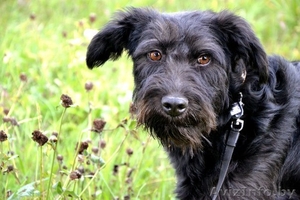 Красотка с янтарными глазами ищет дом! #1139073