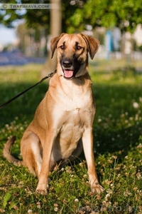 Лада,  сука (стерилизована), привита,  есть вет. паспорт. Молодая 3 года,  крупная #1141806